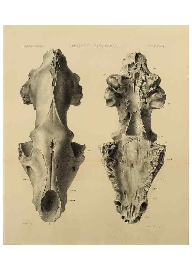 Reproducción/Reproduction 49498553671: Indian Tertiary and post Tertiary Vertebrata.. Calcutta :Geological Survey Office [etc., etc.],1874-1902.. 