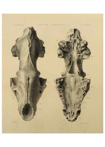 Reproducción/Reproduction 49498553671: Indian Tertiary and post Tertiary Vertebrata.. Calcutta :Geological Survey Office [etc., etc.],1874-1902.. 