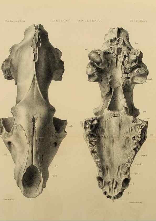 Reproducción/Reproduction 49498553671: Indian Tertiary and post Tertiary Vertebrata.. Calcutta :Geological Survey Office [etc., etc.],1874-1902.. 