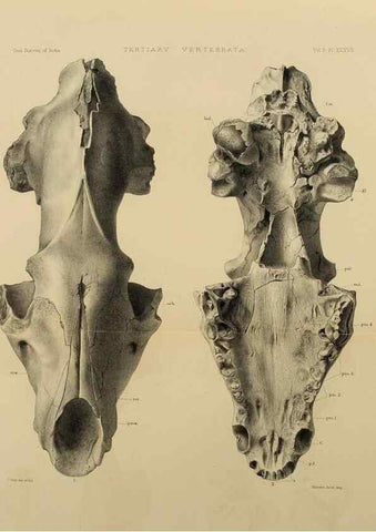 Reproducción/Reproduction 49498553671: Indian Tertiary and post Tertiary Vertebrata.. Calcutta :Geological Survey Office [etc., etc.],1874-1902.. 