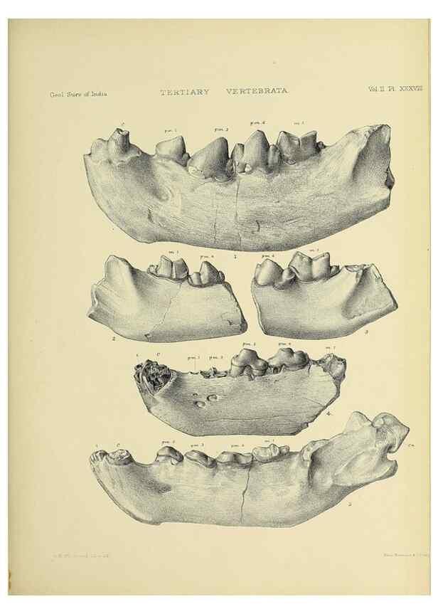 Reproducción/Reproduction 49498779612: Indian Tertiary and post Tertiary Vertebrata.. Calcutta :Geological Survey Office [etc., etc.],1874-1902.. 