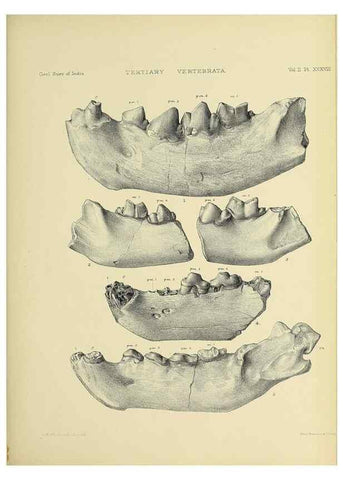 Reproducción/Reproduction 49498779612: Indian Tertiary and post Tertiary Vertebrata.. Calcutta :Geological Survey Office [etc., etc.],1874-1902.. 