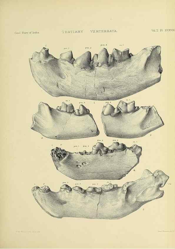 Reproducción/Reproduction 49498779612: Indian Tertiary and post Tertiary Vertebrata.. Calcutta :Geological Survey Office [etc., etc.],1874-1902.. 