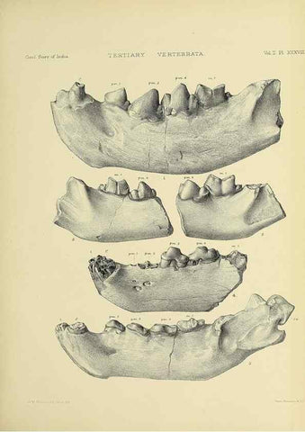 Reproducción/Reproduction 49498779612: Indian Tertiary and post Tertiary Vertebrata.. Calcutta :Geological Survey Office [etc., etc.],1874-1902.. 