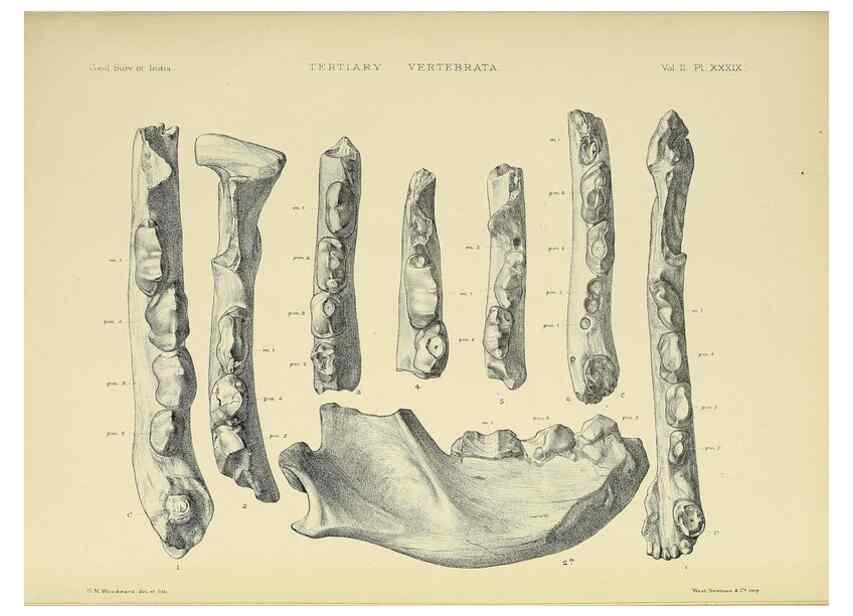 Reproducción/Reproduction 49498057638: Indian Tertiary and post Tertiary Vertebrata.. Calcutta :Geological Survey Office [etc., etc.],1874-1902.. 