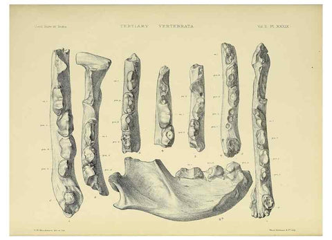 Reproducción/Reproduction 49498057638: Indian Tertiary and post Tertiary Vertebrata.. Calcutta :Geological Survey Office [etc., etc.],1874-1902.. 
