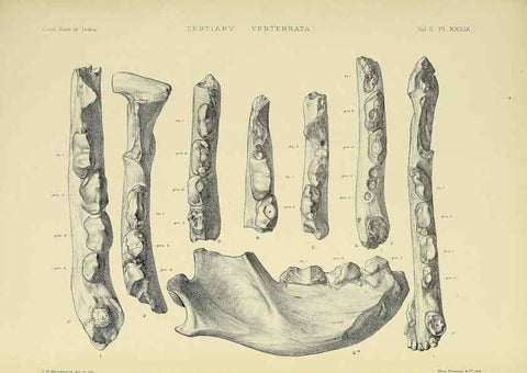Reproducción/Reproduction 49498057638: Indian Tertiary and post Tertiary Vertebrata.. Calcutta :Geological Survey Office [etc., etc.],1874-1902.. 