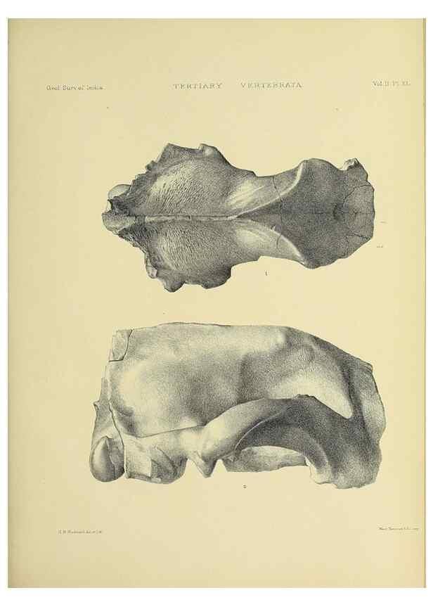 Reproducción/Reproduction 49498780392: Indian Tertiary and post Tertiary Vertebrata.. Calcutta :Geological Survey Office [etc., etc.],1874-1902.. 