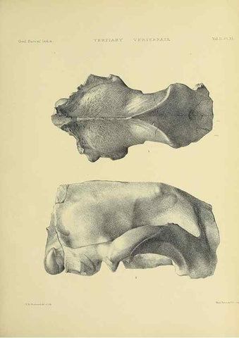 Reproducción/Reproduction 49498780392: Indian Tertiary and post Tertiary Vertebrata.. Calcutta :Geological Survey Office [etc., etc.],1874-1902.. 