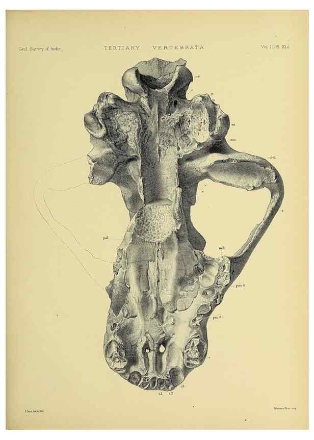 Reproducción/Reproduction 49498555341: Indian Tertiary and post Tertiary Vertebrata.. Calcutta :Geological Survey Office [etc., etc.],1874-1902.. 