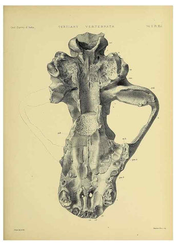Reproducción/Reproduction 49498555341: Indian Tertiary and post Tertiary Vertebrata.. Calcutta :Geological Survey Office [etc., etc.],1874-1902.. 