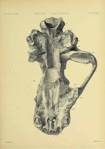 Reproducción/Reproduction 49498555341: Indian Tertiary and post Tertiary Vertebrata.. Calcutta :Geological Survey Office [etc., etc.],1874-1902.. 