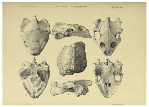Reproducción/Reproduction 49498125873: Indian Tertiary and post Tertiary Vertebrata.. Calcutta :Geological Survey Office [etc., etc.],1874-1902.. 