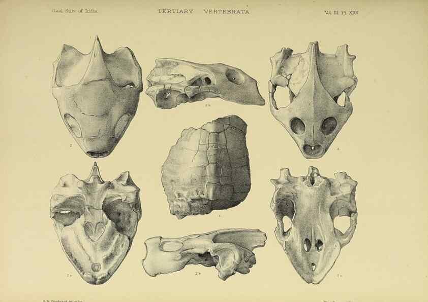 Reproducción/Reproduction 49498125873: Indian Tertiary and post Tertiary Vertebrata.. Calcutta :Geological Survey Office [etc., etc.],1874-1902.. 
