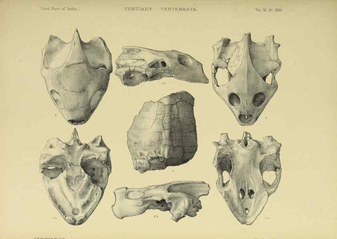 Reproducción/Reproduction 49498125873: Indian Tertiary and post Tertiary Vertebrata.. Calcutta :Geological Survey Office [etc., etc.],1874-1902.. 
