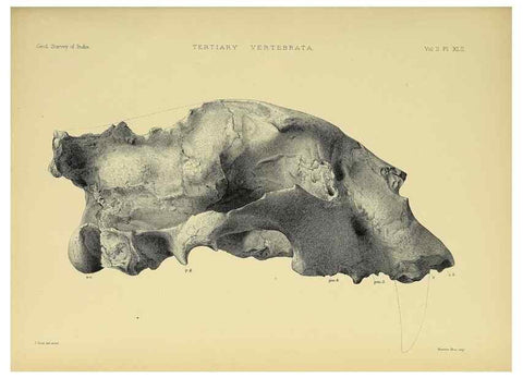 Reproducción/Reproduction 49498555751: Indian Tertiary and post Tertiary Vertebrata.. Calcutta :Geological Survey Office [etc., etc.],1874-1902.. 