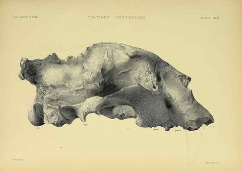 Reproducción/Reproduction 49498555751: Indian Tertiary and post Tertiary Vertebrata.. Calcutta :Geological Survey Office [etc., etc.],1874-1902.. 