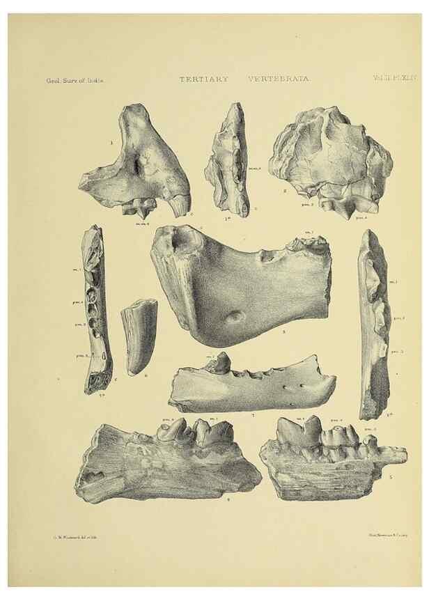 Reproducción/Reproduction 49498782077: Indian Tertiary and post Tertiary Vertebrata.. Calcutta :Geological Survey Office [etc., etc.],1874-1902.. 