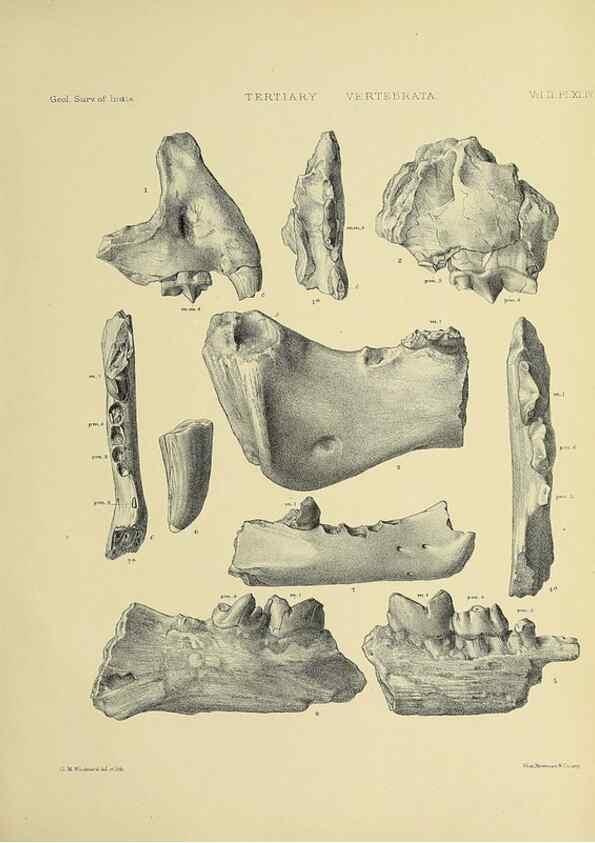 Reproducción/Reproduction 49498782077: Indian Tertiary and post Tertiary Vertebrata.. Calcutta :Geological Survey Office [etc., etc.],1874-1902.. 