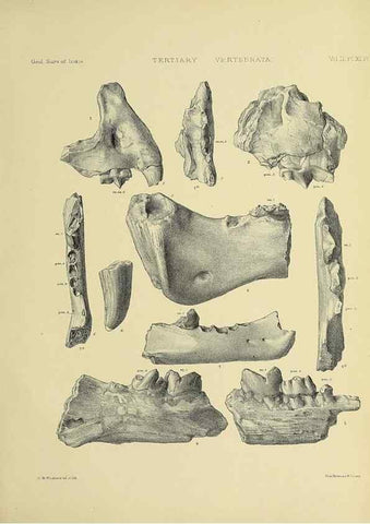 Reproducción/Reproduction 49498782077: Indian Tertiary and post Tertiary Vertebrata.. Calcutta :Geological Survey Office [etc., etc.],1874-1902.. 