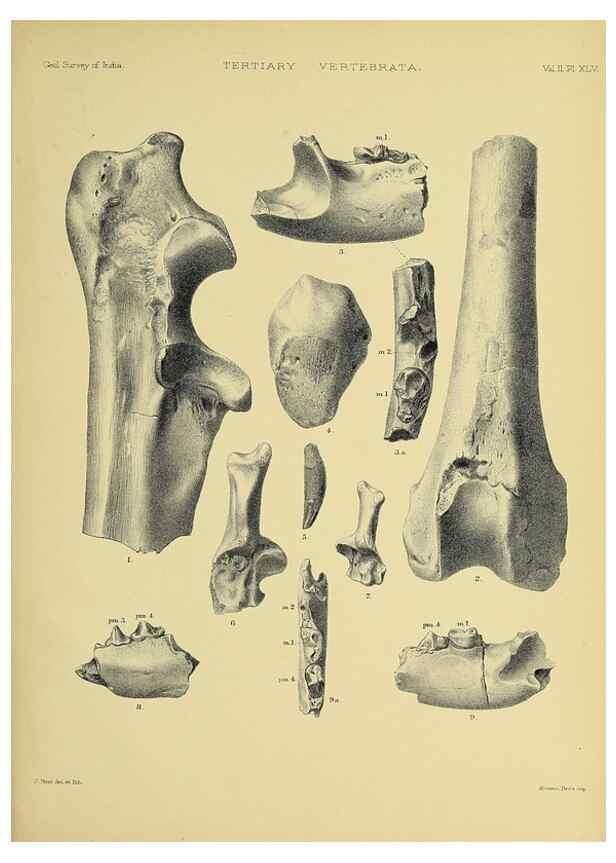 Reproducción/Reproduction 49498556936: Indian Tertiary and post Tertiary Vertebrata.. Calcutta :Geological Survey Office [etc., etc.],1874-1902.. 