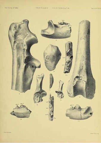Reproducción/Reproduction 49498556936: Indian Tertiary and post Tertiary Vertebrata.. Calcutta :Geological Survey Office [etc., etc.],1874-1902.. 
