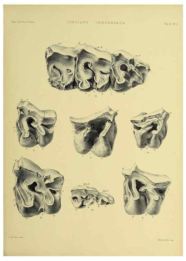 Reproducción/Reproduction 49498105363: Indian Tertiary and post Tertiary Vertebrata.. Calcutta :Geological Survey Office [etc., etc.],1874-1902.. 
