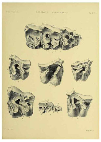 Reproducción/Reproduction 49498105363: Indian Tertiary and post Tertiary Vertebrata.. Calcutta :Geological Survey Office [etc., etc.],1874-1902.. 
