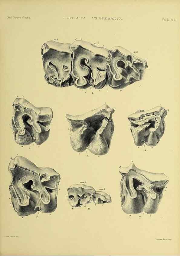 Reproducción/Reproduction 49498105363: Indian Tertiary and post Tertiary Vertebrata.. Calcutta :Geological Survey Office [etc., etc.],1874-1902.. 