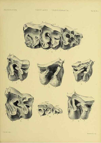 Reproducción/Reproduction 49498105363: Indian Tertiary and post Tertiary Vertebrata.. Calcutta :Geological Survey Office [etc., etc.],1874-1902.. 