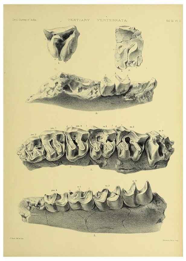 Reproducción/Reproduction 49498604866: Indian Tertiary and post Tertiary Vertebrata.. Calcutta :Geological Survey Office [etc., etc.],1874-1902.. 