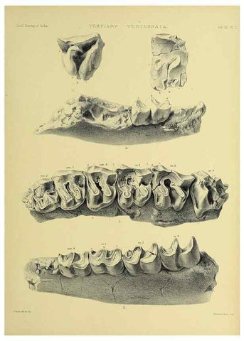 Reproducción/Reproduction 49498604866: Indian Tertiary and post Tertiary Vertebrata.. Calcutta :Geological Survey Office [etc., etc.],1874-1902.. 
