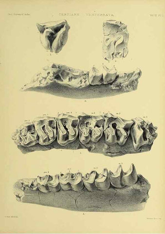 Reproducción/Reproduction 49498604866: Indian Tertiary and post Tertiary Vertebrata.. Calcutta :Geological Survey Office [etc., etc.],1874-1902.. 
