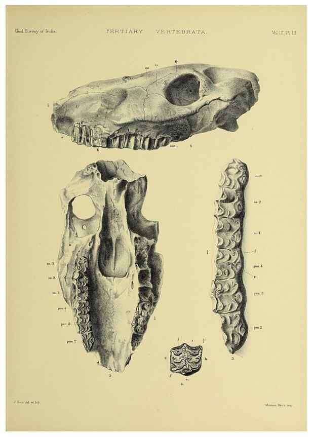 Reproducción/Reproduction 49498831337: Indian Tertiary and post Tertiary Vertebrata.. Calcutta :Geological Survey Office [etc., etc.],1874-1902.. 