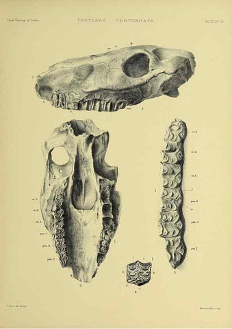 Reproducción/Reproduction 49498831337: Indian Tertiary and post Tertiary Vertebrata.. Calcutta :Geological Survey Office [etc., etc.],1874-1902.. 