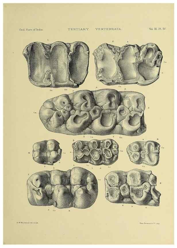 Reproducción/Reproduction 49498831822: Indian Tertiary and post Tertiary Vertebrata.. Calcutta :Geological Survey Office [etc., etc.],1874-1902.. 