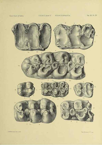 Reproducción/Reproduction 49498831822: Indian Tertiary and post Tertiary Vertebrata.. Calcutta :Geological Survey Office [etc., etc.],1874-1902.. 
