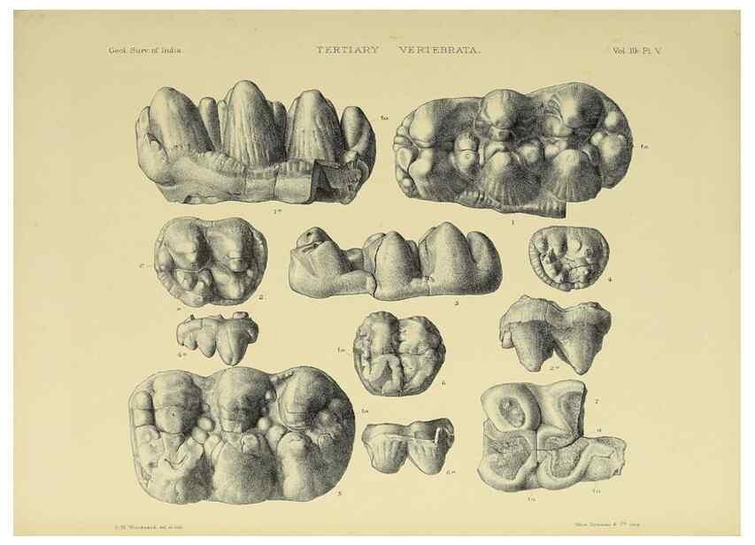 Reproducción/Reproduction 49498606226: Indian Tertiary and post Tertiary Vertebrata.. Calcutta :Geological Survey Office [etc., etc.],1874-1902.. 