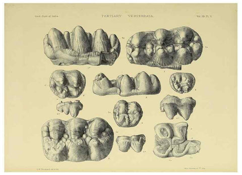 Reproducción/Reproduction 49498606226: Indian Tertiary and post Tertiary Vertebrata.. Calcutta :Geological Survey Office [etc., etc.],1874-1902.. 