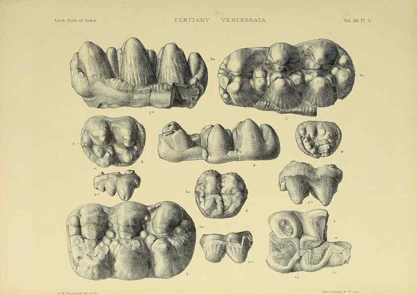 Reproducción/Reproduction 49498606226: Indian Tertiary and post Tertiary Vertebrata.. Calcutta :Geological Survey Office [etc., etc.],1874-1902.. 