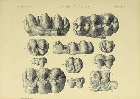 Reproducción/Reproduction 49498606226: Indian Tertiary and post Tertiary Vertebrata.. Calcutta :Geological Survey Office [etc., etc.],1874-1902.. 