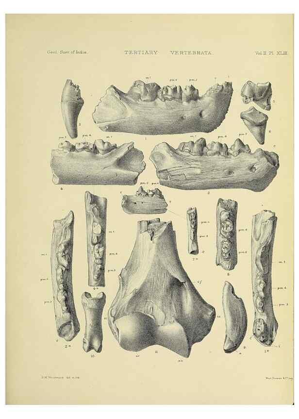 Reproducción/Reproduction 49498781597: Indian Tertiary and post Tertiary Vertebrata.. Calcutta :Geological Survey Office [etc., etc.],1874-1902.. 