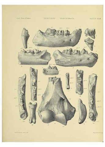 Reproducción/Reproduction 49498781597: Indian Tertiary and post Tertiary Vertebrata.. Calcutta :Geological Survey Office [etc., etc.],1874-1902.. 