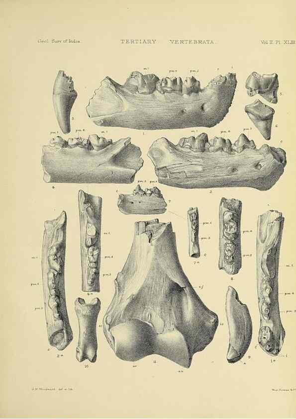 Reproducción/Reproduction 49498781597: Indian Tertiary and post Tertiary Vertebrata.. Calcutta :Geological Survey Office [etc., etc.],1874-1902.. 