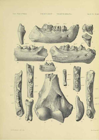 Reproducción/Reproduction 49498781597: Indian Tertiary and post Tertiary Vertebrata.. Calcutta :Geological Survey Office [etc., etc.],1874-1902.. 