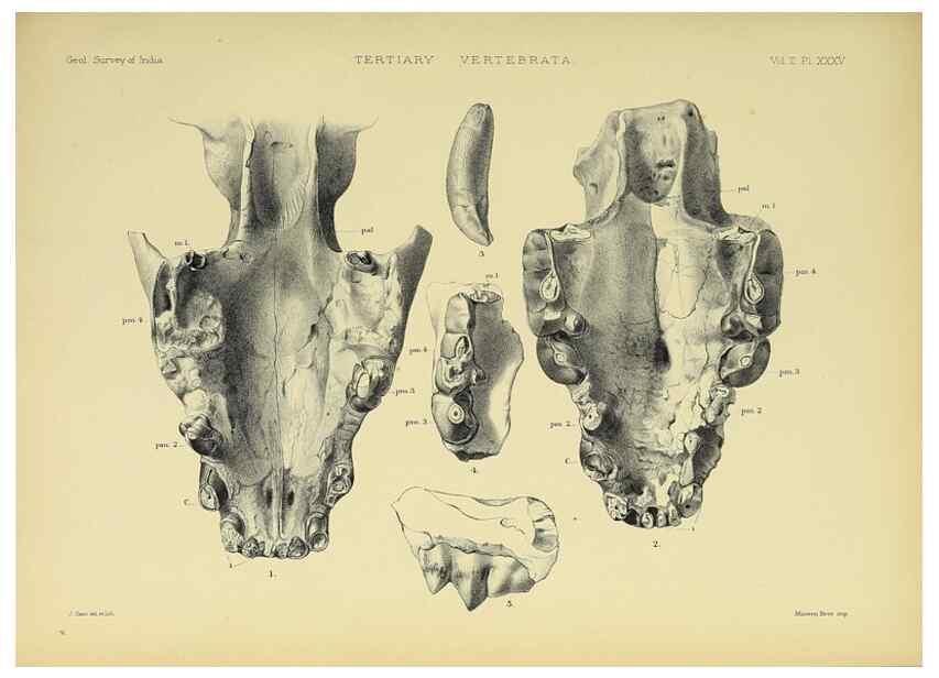 Reproducción/Reproduction 49498055468: Indian Tertiary and post Tertiary Vertebrata.. Calcutta :Geological Survey Office [etc., etc.],1874-1902.. 