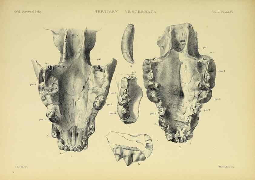 Reproducción/Reproduction 49498055468: Indian Tertiary and post Tertiary Vertebrata.. Calcutta :Geological Survey Office [etc., etc.],1874-1902.. 