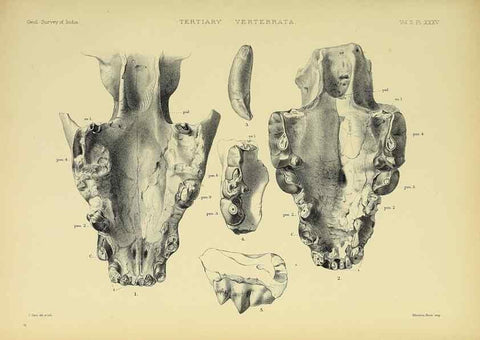 Reproducción/Reproduction 49498055468: Indian Tertiary and post Tertiary Vertebrata.. Calcutta :Geological Survey Office [etc., etc.],1874-1902.. 