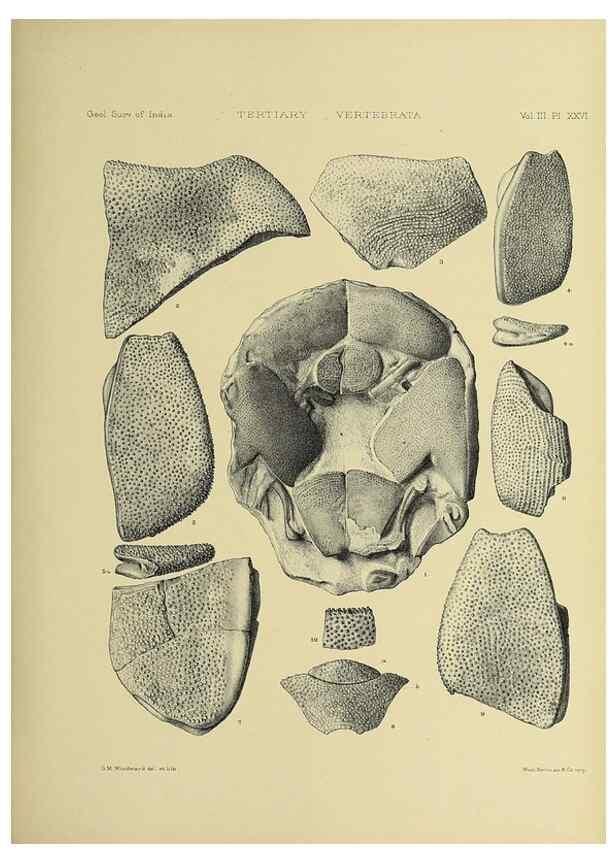 Reproducción/Reproduction 49498849282: Indian Tertiary and post Tertiary Vertebrata.. Calcutta :Geological Survey Office [etc., etc.],1874-1902.. 
