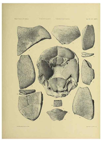 Reproducción/Reproduction 49498849282: Indian Tertiary and post Tertiary Vertebrata.. Calcutta :Geological Survey Office [etc., etc.],1874-1902.. 